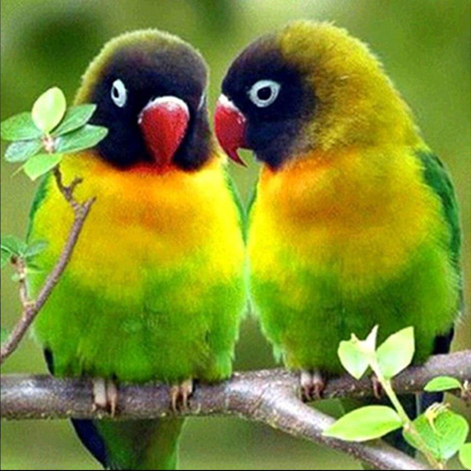 5D DIY алмазная живопись животное попугай Сова птица вышивка крестиком полная дрель Алмазная вышивка мозаика художественная картина Декор из страз