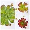 Fleshy Artificial Succulent Plant Lifelike Real Touch Fake Cactus Plastic Realistic Simulation Bonsai Plant Balcony Decoration
