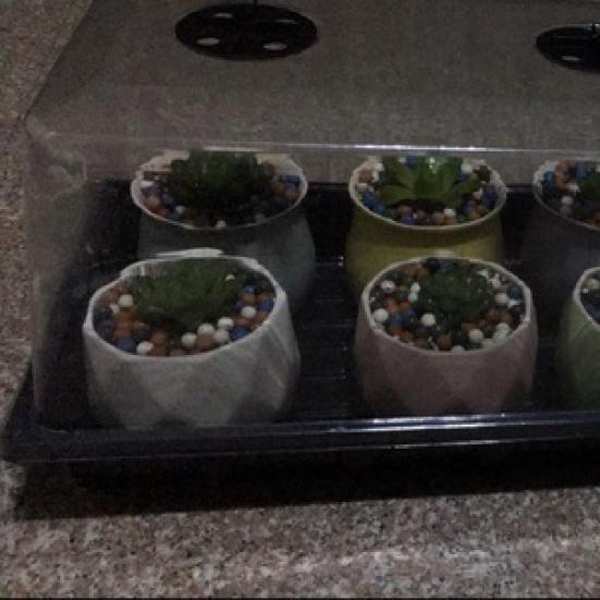 Прозрачная крышка для лотка для проращивания, экологичный ПП, горшок для рассады цветов для суккулентов