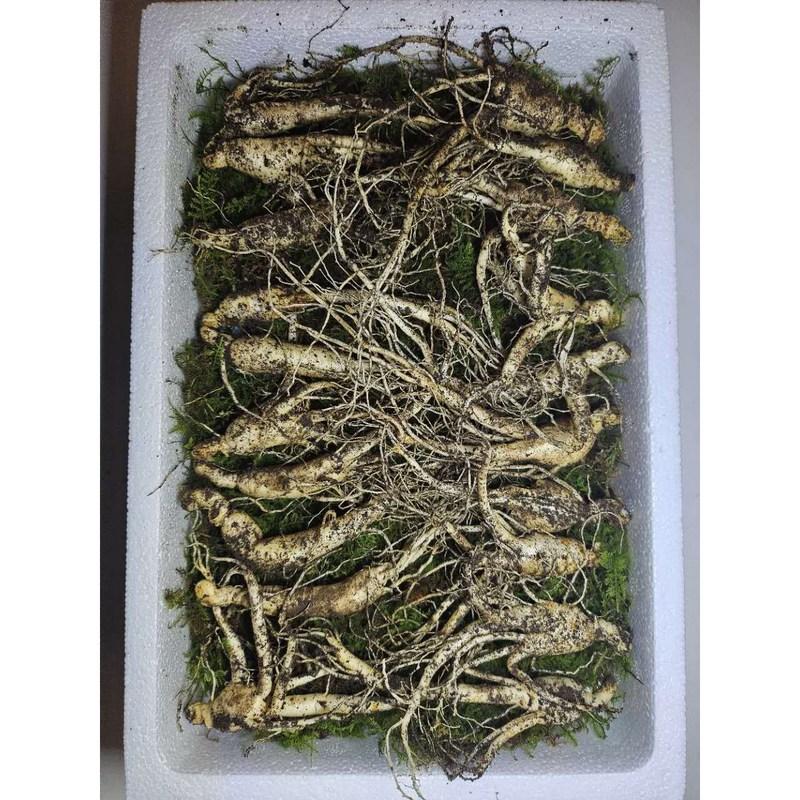 Donguibogam Camphor Ginseng, 7-8 лет, 20 корней, Ugly Ginseng, Wild Ginseng, Natural Sprout Ginseng