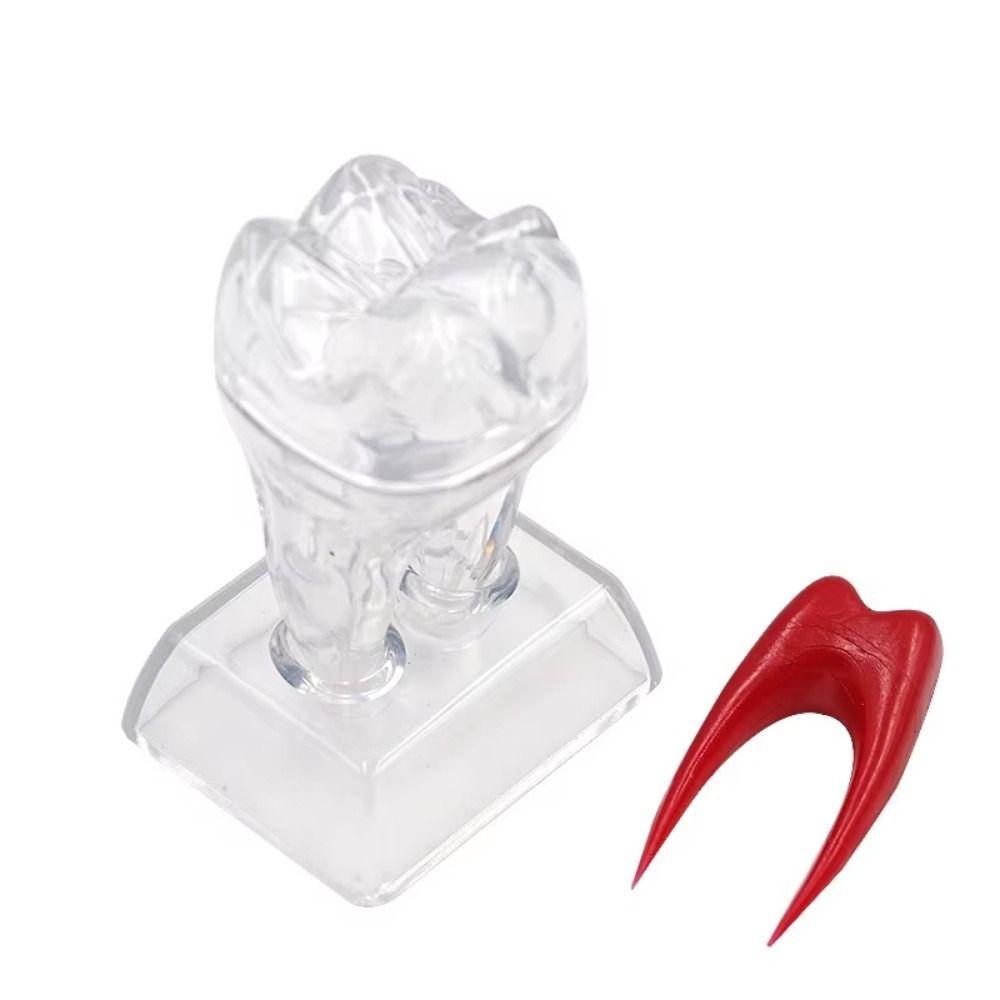 With Base Dental Anatomical Structure Tooth Disintegration Ornaments Practice Studying Tool