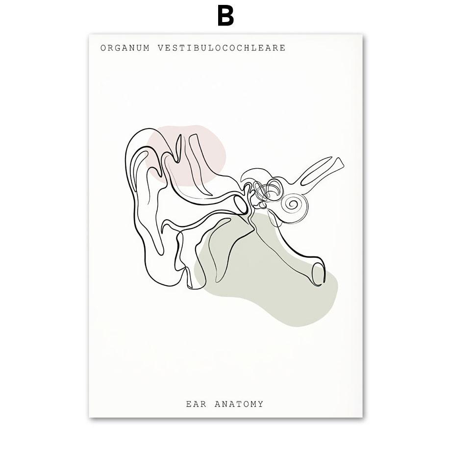 Минималистичный Красочный Анатомический Линия, медицинский плакат и принты, настенное искусство, ухо, гортань, сердце, холст, картина, доктор, подарок, декор для клиники