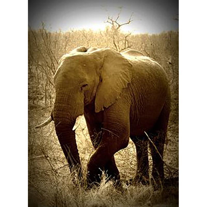 Слон DIY 5D алмазная живопись полная круглая дрель животное алмазные стразы Рождественский подарок мозаика настенная живопись домашний декор