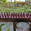 12 Pcs Garden Bird Deterrent Pigeon Deterrent Spikes Cat Fence Wall Spikes