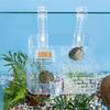 Transparent Tortoise Climbing Basking Platform  Aquatic Turtles Terrace