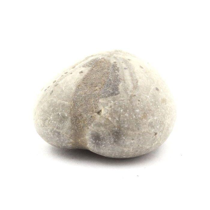 Pierres et Minéraux. Oursin Fossile, Toxaster Amplus. 159.80 ct. Claix, Isère, France.