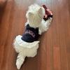 Pet clothes spring and summer new lace suspender skirt dog cat thin Bichon Chihuahua Teddy sun protection vest