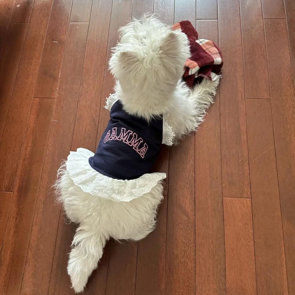 Pet clothes spring and summer new lace suspender skirt dog cat thin Bichon Chihuahua Teddy sun protection vest