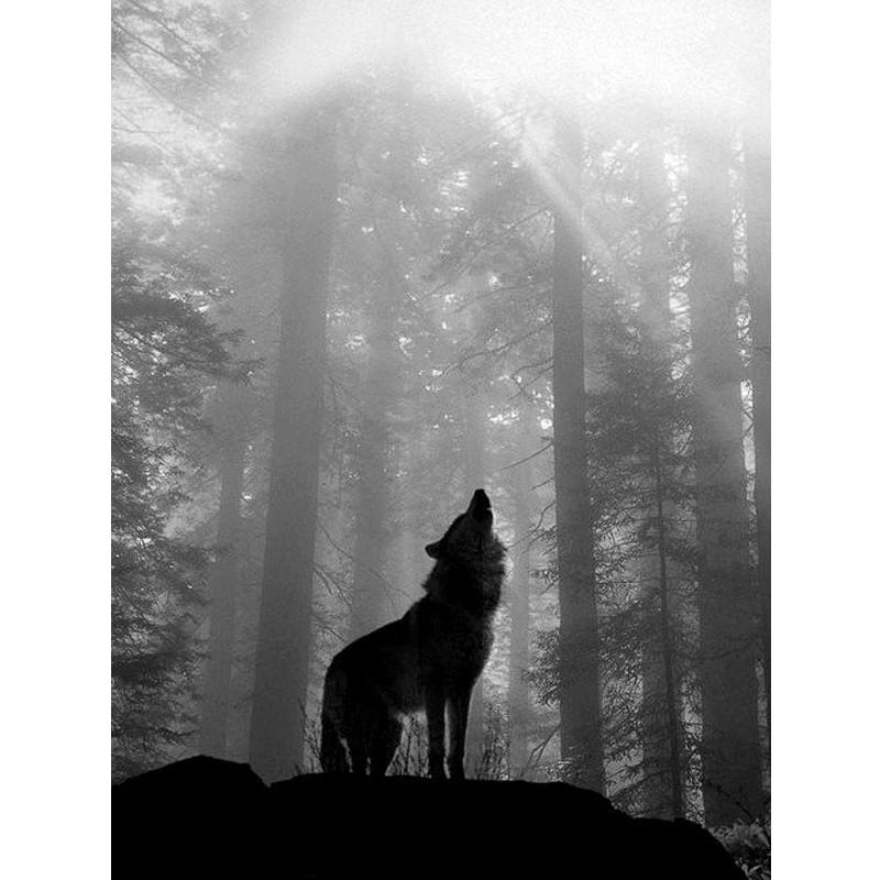 Wolf Icefield Wolf Fashion Diamants Набор для рисования 30x30CM Картина