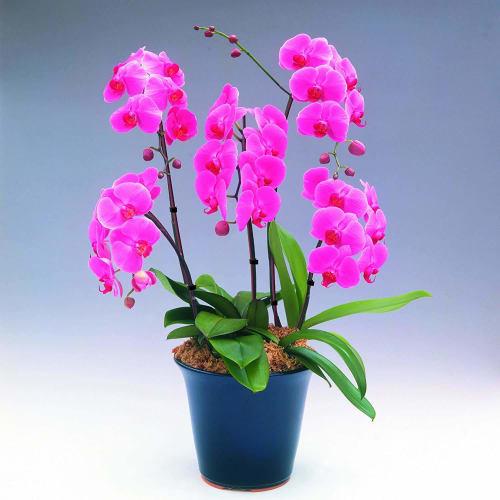 3M One Touch Belt 12.7mm X 3m White NC-2272R3