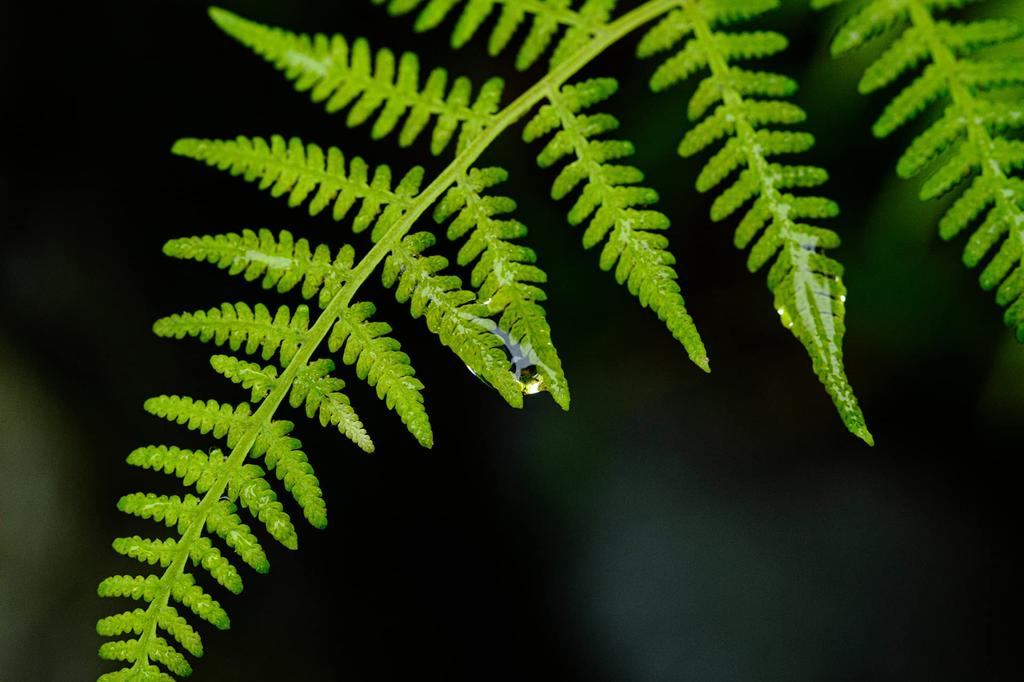 TTArtisan 40mm Макро Объектив с Фиксированным Фокусным Расстоянием Совместимый с Sony E Макро Объектив с Ручной Фокусировкой для Беззеркальных Компактных и Фотографии для и Натюрморта от Meisho Optical