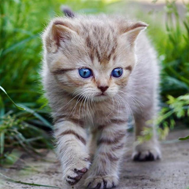 5D Алмазная картина Кошка Изгородь Листья Фрукты Животное Мозаика Круглая Полная Алмазная Вышивка Крестом