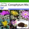 Цветущие камни / Conophytum Mix - 40 семян - С горшечным субстратом для лучшего выращивания - Conophytum Mix