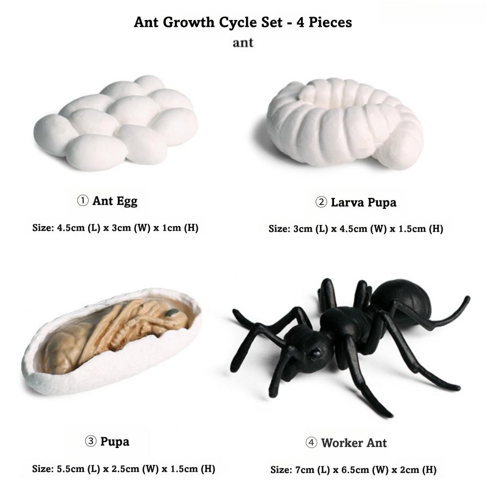 4 Pcs/Set Miniature Size Life Cycle Figurines Simulation Animal Models for Kids Educational Play