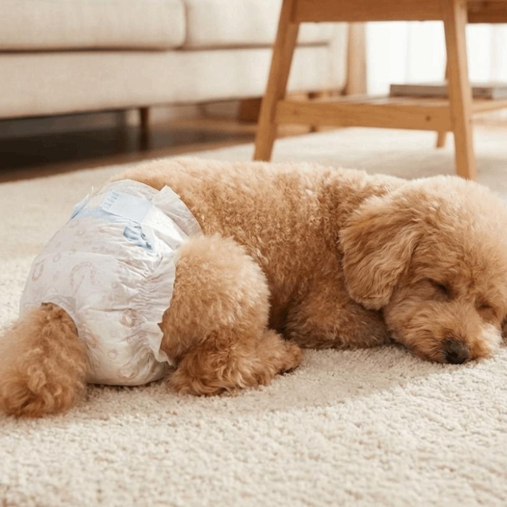 10PCS Super Absorption Dog Physiological Pants Adjustable Disposable Diapers  Dog Travel