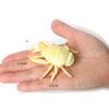 Realistic Prehistoric Sea Creatures Animal Figurines Baculite,Opabinia,Crab,Mantis Shrimp Educational Marine Animal Mode Figures
