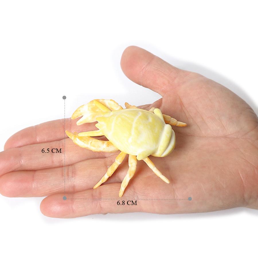 Realistic Prehistoric Sea Creatures Animal Figurines Baculite,Opabinia,Crab,Mantis Shrimp Educational Marine Animal Mode Figures