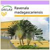 Traveller's Tree - 8 Seeds - Ravenala Madagascariensis