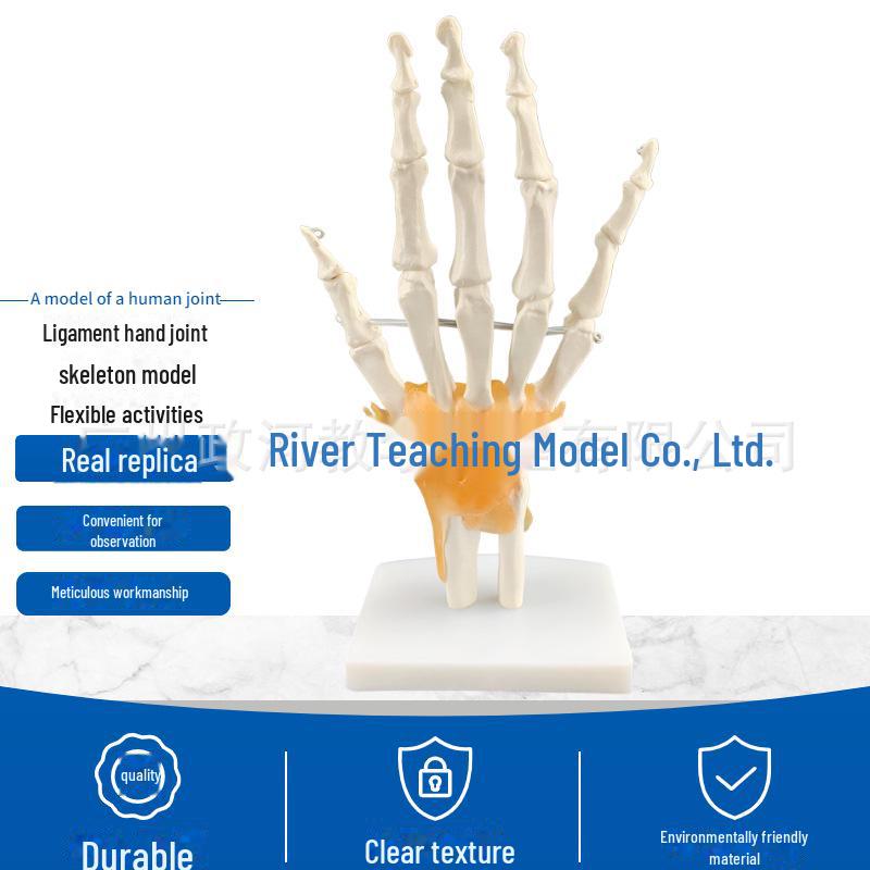Набор моделей натуральных человеческих суставов: Колено, Плечо, Локоть, Рука, Стопа, Бедро