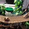 Suction Cup Lizard Hammock Hanging Pet Bed Swing Pet Climbing Net  Terrarium Landscaping