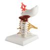 Cervical Spine Model Removable Human Spinal Nerves Model for Doctor Patient Communication Teaching Presentation