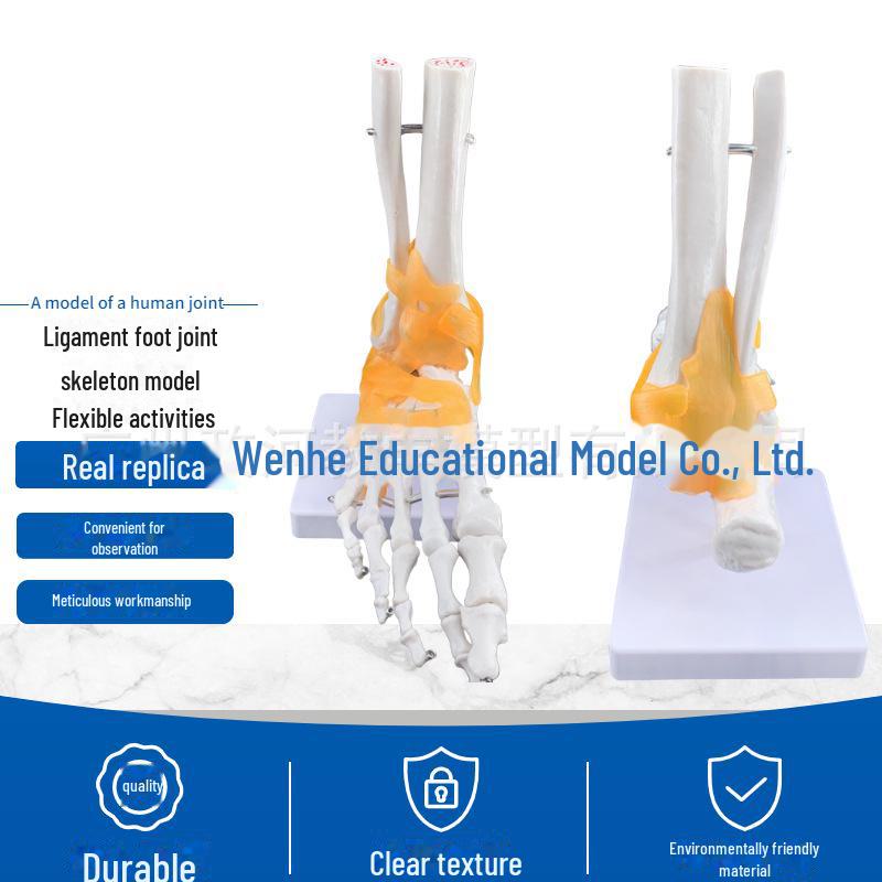 Набор моделей натуральных человеческих суставов: Колено, Плечо, Локоть, Рука, Стопа, Бедро