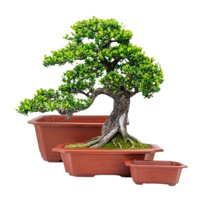 Прямоугольный цветочный горшок Пластиковый горшок для растений Ландшафтные кашпо Большой Маленький таз для бонсай Суккулентные растения Садовые принадлежности