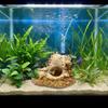 Conch Shape Fish Hideaway Cave Resin Fish Tank Ornaments Shrimp Hiding House  Small Fish Tank