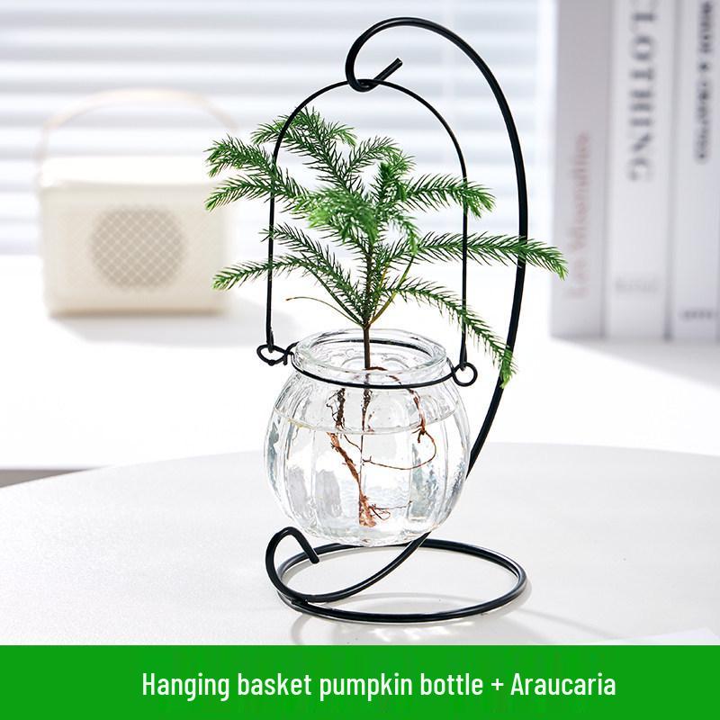 Indoor Desktop Murraya: Easy-Care Blooming Green Hydroponic Plants for Office & Living Room