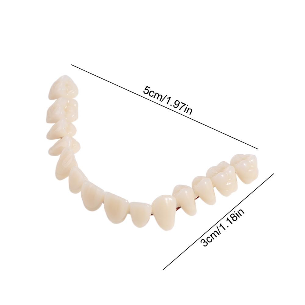 Firm Resin Denture False Teeth Make Your Own Dental Training Models Dental Supply Accessory