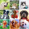Dog DIY 5D Diamond Painting Full Round Drill Rhinestone Mosaic Animal Diamond Art Embroidery Cross Stitch Kits Home Decoration