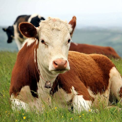 Stuurvnee 10 Pieces Small Brass Bells for Cows, Horses, and Sheep, Retro Copper Bells for Horses and Sheep, Cowbell Noise Makers