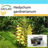 Gift Set - Red Ginger Lily - 10 Seeds - With Gift Box, Card, Label and Potting Substrate - Hedychum Gardnerianum