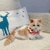 Cotton Scarf Set Adjustable Collar Pet Outfit Cute Breakaway Kitten Collar  Cat