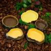 Tree Stump Shape Reptile Feeding Bowl Multicolor Reptile Bathtub  for Tortoises