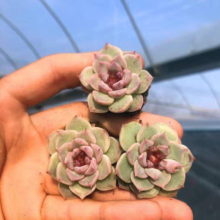 Korean Sugar Heart Velvet Succulent Plants - Potted Decor for Beginners, Office, and Radiation Protection