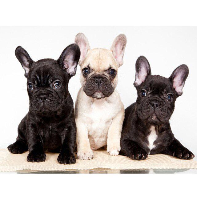 Собака DIY 5D алмазная живопись полная круглая дрель мультфильм животное Алмазная вышивка набор для вышивки крестом горный хрусталь мозаичная Наклейка на стену