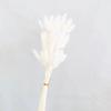 Preserved Rabbit Tail Grass Bouquet - DIY Dried Flower Decoration with Pampas Grass