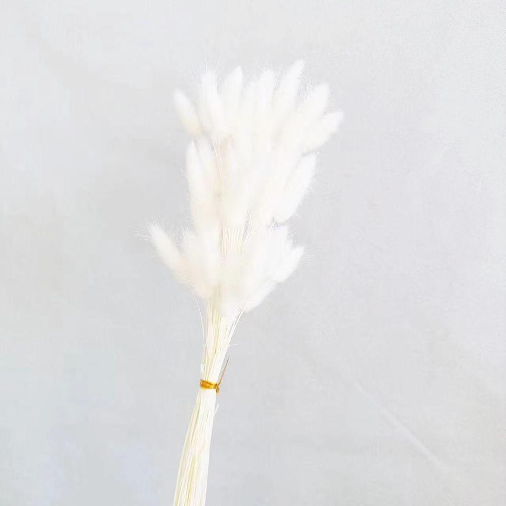 Preserved Rabbit Tail Grass Bouquet - DIY Dried Flower Decoration with Pampas Grass