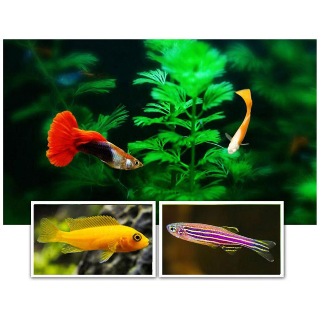 60G Aquarium Hatching Tropic Fish Food for Feeding Baby Fishes Artemia Shelling Eggs Brine Shrimp Shelling Eggfood
