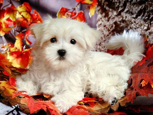 Полный круглый/квадратный алмазная живопись собака 5D DIY животное Алмазная вышивка набор крестиков подарок ручной работы украшение дома