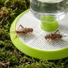 Clear Bottle Reservoir Habitat Insect Water Feeder Round Base Insect Waterer  Daily Hydration