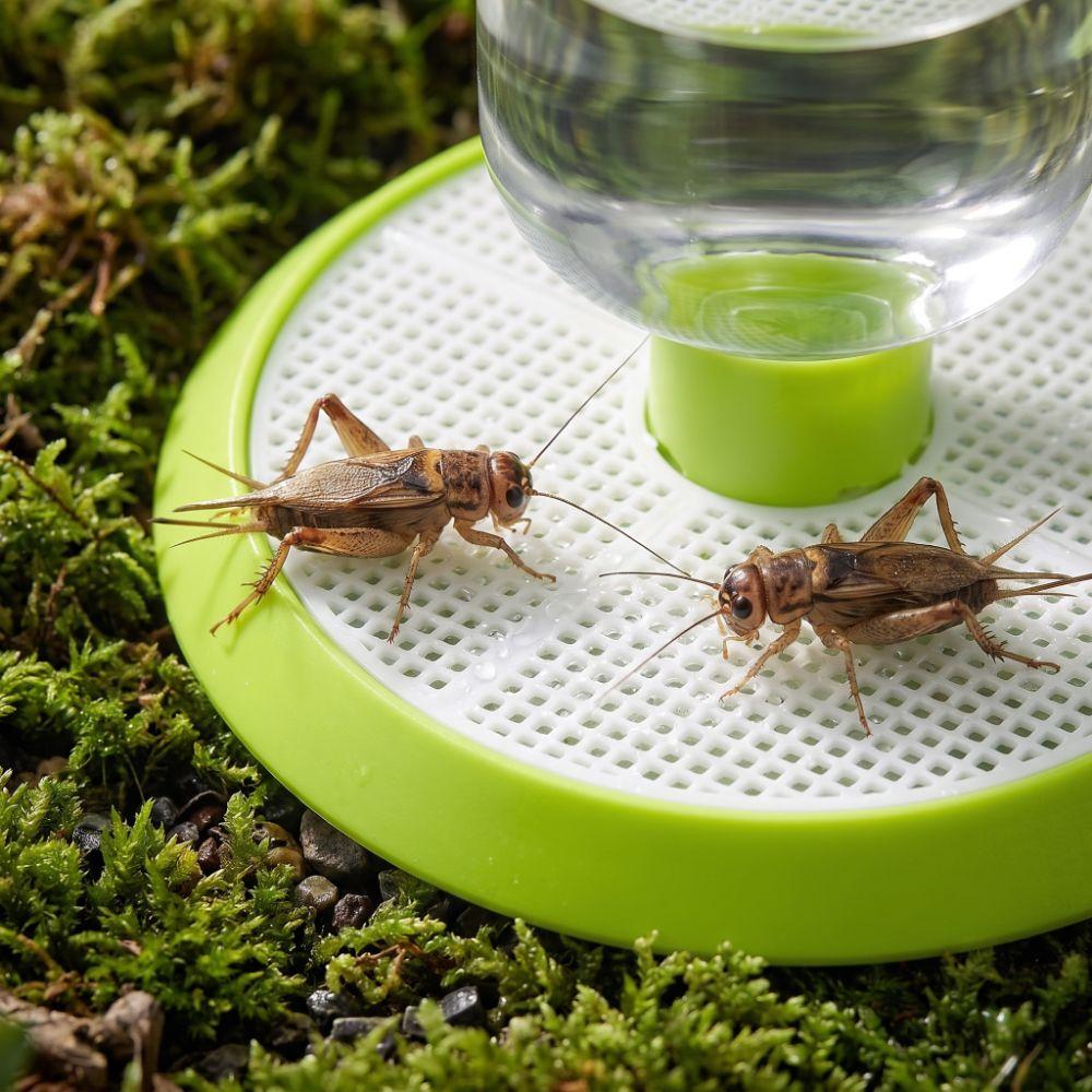 Clear Bottle Reservoir Habitat Insect Water Feeder Round Base Insect Waterer Daily Hydration