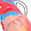 3D-печатный брелок Реалистичная структура сердца Подвеска Компактный обучающий инструмент для классных комнат Клинические демонстрации