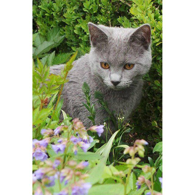 DIY 5D алмазная живопись кошка Алмазная вышивка крестиком полная круглая/квадратная картина с животными из горного хрусталя мозаика Настенный декор