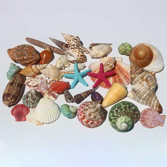 1 Bag Natural Seashells Mixed Ocean Shells Starfish Conch Various Sizes Seashells Set for DIY Crafts Beach Theme Party Fish Tank Filling