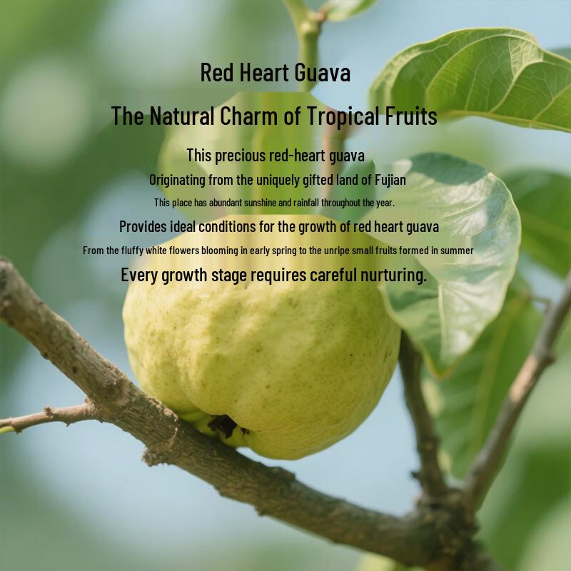 Baisinate Dried Guava