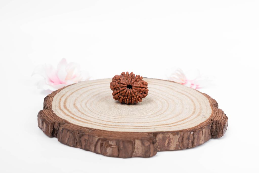 Natural 10 Mukhi Rudraksha Bead – Nepali Origin | Energized Bead for Spiritual Strength, Shielding & Divine Blessings | Organic & Lab Certified