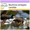 Белая орхидея - 5 семян - Bauhinia variegata candida