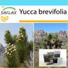 Подарочный набор - Дерево Джошуа - 10 семян - С подарочной коробкой, карточкой, этикеткой и субстратом для горшков - Юкка бревифолия